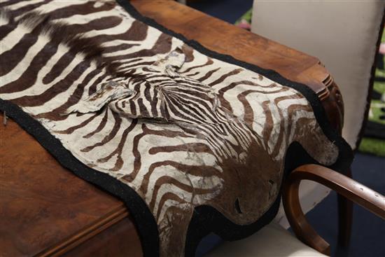 An early 20th century zebra skin rug, 10ft 1in.